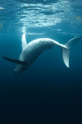 A white Humpback Whale exposing its under side as it prepares to dive down. Photo taken in Moorea, Tahiti, French Polynesia
