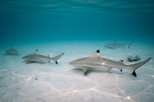 The Four Black Tipped Reef Sharks swimming over sand flats Image taken in Moore, Tahiti, French Polynesia
