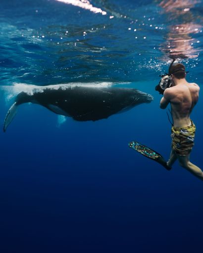 A male photographer taking a photo of a Humpback Whale Moorea, Tahiti, French Polynesia