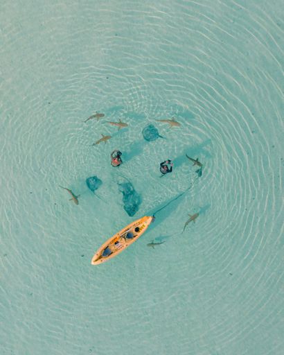 An Aerial image of two photographers surrounded by sting rays and black tipped reef sharks. Image taken in Moorea, Tahiti, French Polynesia