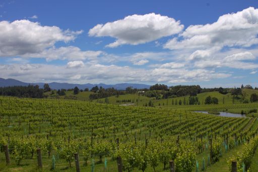 A high angle shot of vineyards under a cloudy sky in New Zealand