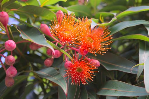 A closeup shot of beautiful orange plants in New Zealand