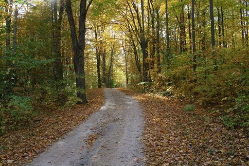 A narrow pathway covered with dry autumn leaves surrounded by a lot of tall trees