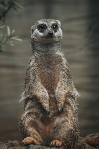 A vertical close-up of a meerkat standing on its hind legs with a blurred background