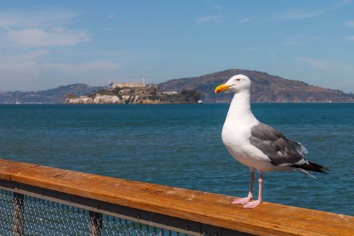 A seagull perched on a wooden railing with Alcatraz Island in the background on a clear day.
