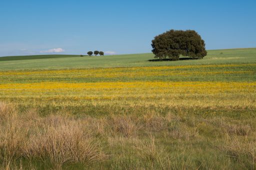 A field covered in greenery under the sunlight and a blue sky - background concept