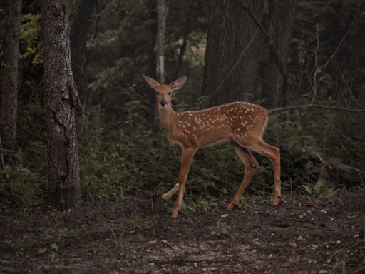 A young scared deer in a dark dense forest
