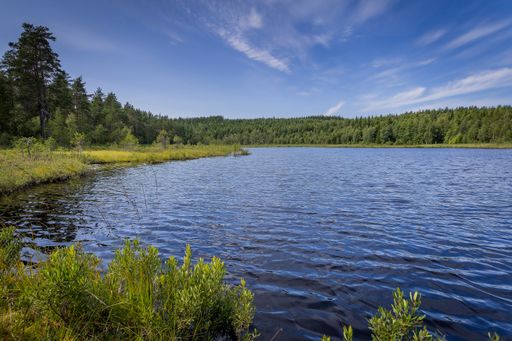 A small, quiet lake in the Swedish forest, where you can have a coffee and enjoy nature