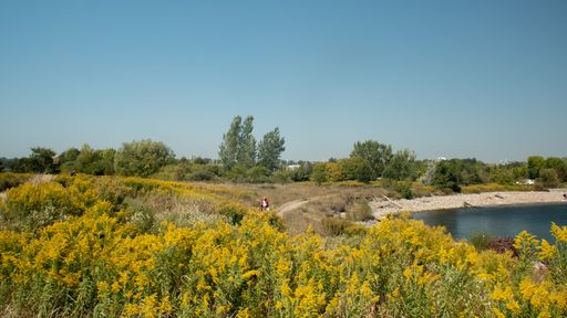 A lakeshore covered with green and yellow plants in Toronto, Ontario, Canada