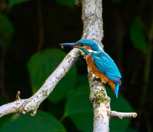 A vibrant kingfisher perched on a tree branch in a lush green forest