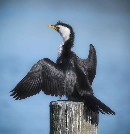 A Little pied shag , Phalacrocorax melanoleucos, sitting on a post with wings outspread while drying off. At Waimanu Lagoon