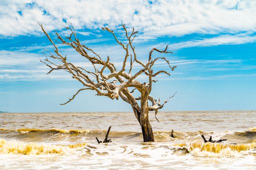 A solitary dead tree standing in the ocean with a clear blue sky and waves crashing around it.