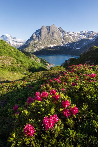 Summer landscape view of rhododendrons flowers in bloom with a lake and a mountain range in the background, shot at Emosson Lake, Wallis Switzerland