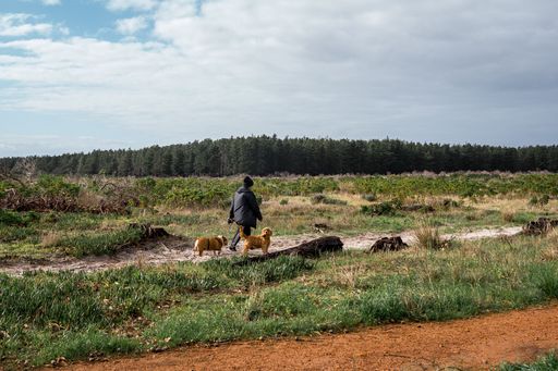 A person walking two dogs on a trail through a scenic countryside with a forest in the background
