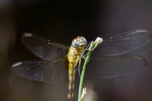 A selective focus shot of a dragonfly on a plant stem