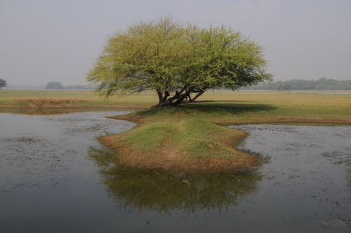 A scenic view of a lone tree on the side of a pond under a gloomy sky