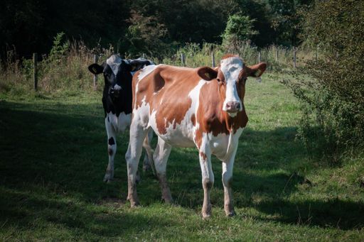 The two cows standing in a grassy field with trees in the background on a sunny day