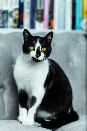 A vertical shot of a black and white cat with yellow eyes sitting on a bed