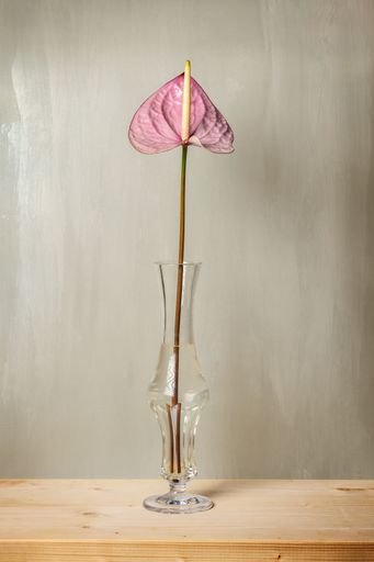 A single pink anthurium flower in a clear glass vase on a wooden table against a neutral background