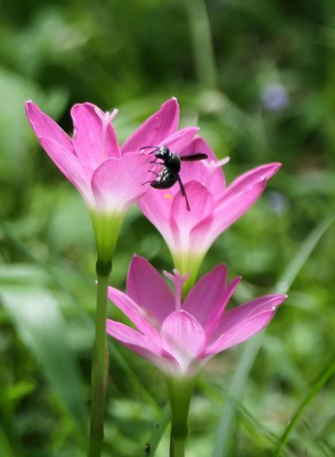 A Close-up of a black bee on pink flowers in a green garden during daytime