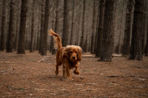 A spaniel walking through a forest covered with pine needles on the ground
