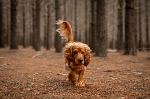 A spaniel walking through a forest covered with pine needles on the ground