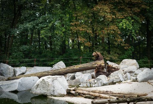 Three bears lying on rocks surrounded by greenery in a zoo in the daylight