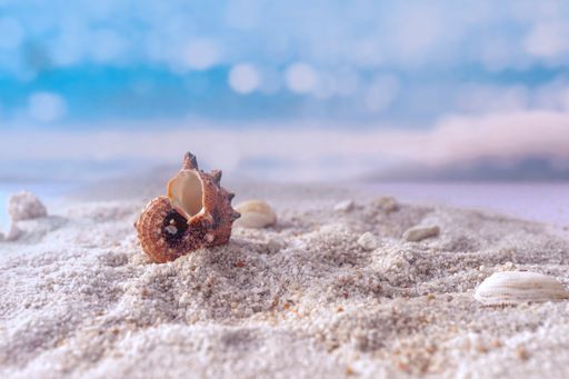 A selective focus shot of  seashell on white sand on the beach