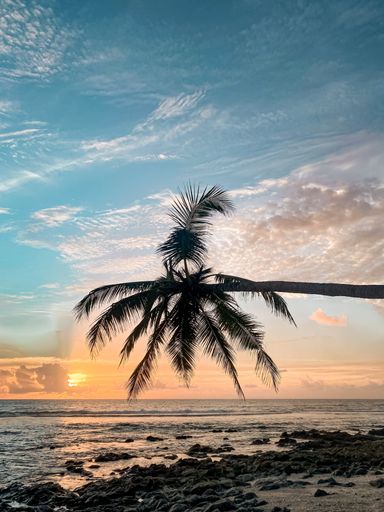 A serene tropical beach scene with a palm tree silhouetted against a stunning sunset over the ocean.