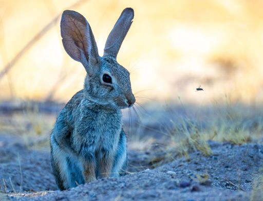 A close-up of a jackrabbit on a rocky terrain in a desert in Arizona, Lower Salt River