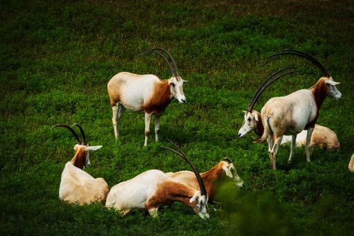 A group of scimitar oryx grazing and resting in a lush green field on a sunny day
