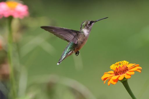 A close-up of a hummingbird feeding on a vibrant flower with green blurry background