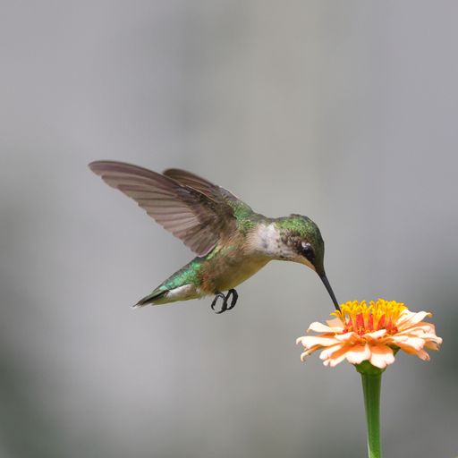 A closeup of a hummingbird feeding on a vibrant flower