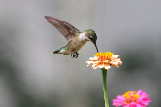 A close-up of a hummingbird feeding on a vibrant flower with blurry gray background