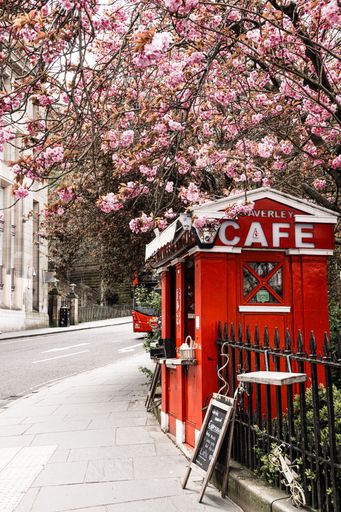A charming street scene with a red cafe booth under blooming cherry blossoms in Edinburgh, Scotland