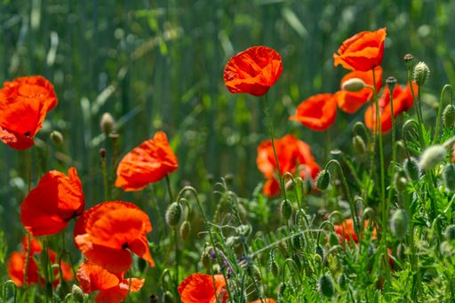 A closeup shot of beautiful red poppies in a green field