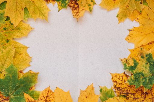 A top view of autumn leaves on empty paper with a space for inscription