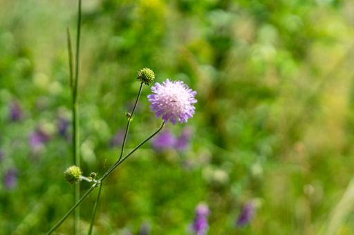 A closeup shot of purple field scabious in the garden
