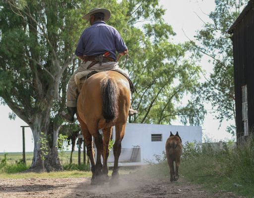 A horseman riding a horse through the path with a dog walking next to them
