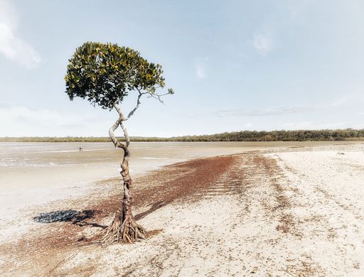 Two trees grown on the sandy coast against the blue sky in summer