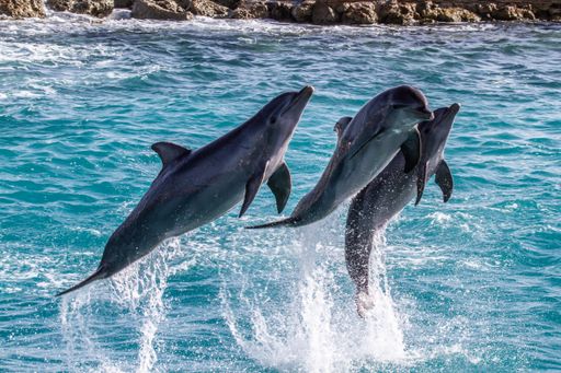 A beautiful view of three dolphins jumping out of the water on a sunny day