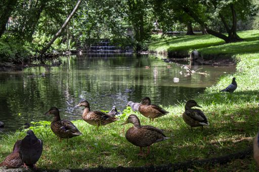 The ducks and the pigeons resting in a park next to a small pond on a sunny day