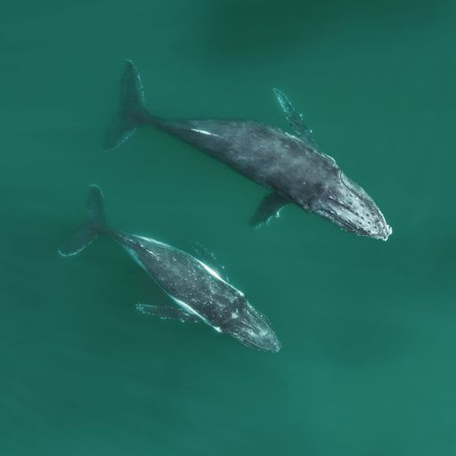Aerial view of two Humpback Whales embarking on their journey north in Byron Bay, Australia