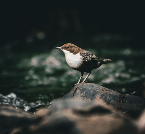 A closeup shot of a White-throated dipper resting on a rock with a river in the blurry background
