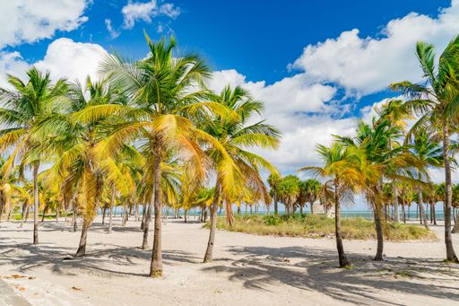 A view of green and yellow palm trees at Crandon Beach Park - Miami