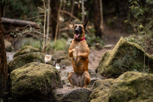 A happy dog standing on its hind legs among mossy rocks in a forest setting.