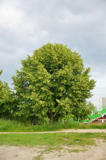 A vertical shot of a single green fresh tree during daytime