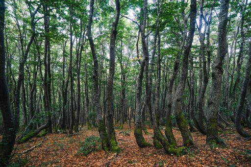 Incredible green deep forest with bent trees, fallen leaves and wierd branches.