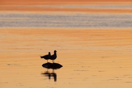 Environmental portrait of pair of Common Gulls (Larus canus) sitting close to each other on the small rock with the sunset colered seawater background