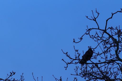 A closeup low angle shot of birds sitting on bare tree branches under a blue sky